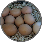 eggs