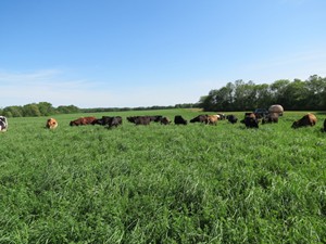 Our cattle have plenty of room to roam and lush pastures to graze