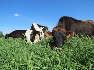 Healthy grass makes healthy cows which means healthy meat