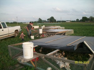 Transitioning the chicks from the brooder to pasture pens