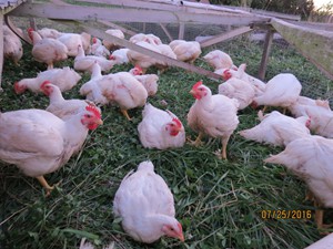 Chicks are moved to the pasture pen after 3-4 weeks in the brooder