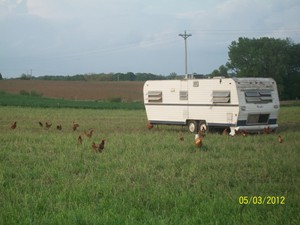 Our laying hens and the camper they sleep in at night to avoid predators