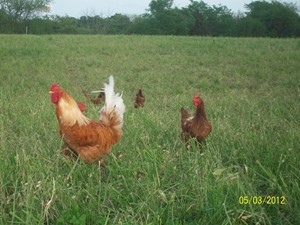 A few of our chickens roaming the open spaces that are available for them