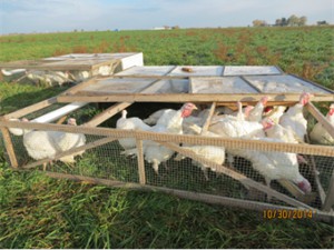 Once our turkeys are sturdy enough, they are moved to pasture pens